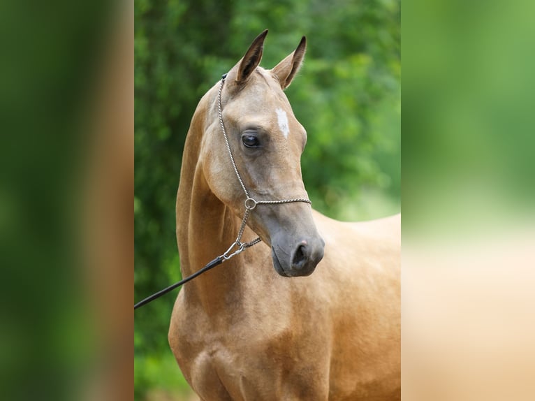 Akhal-Teke Hingst 1 år 152 cm Gulbrun in St Petersburg