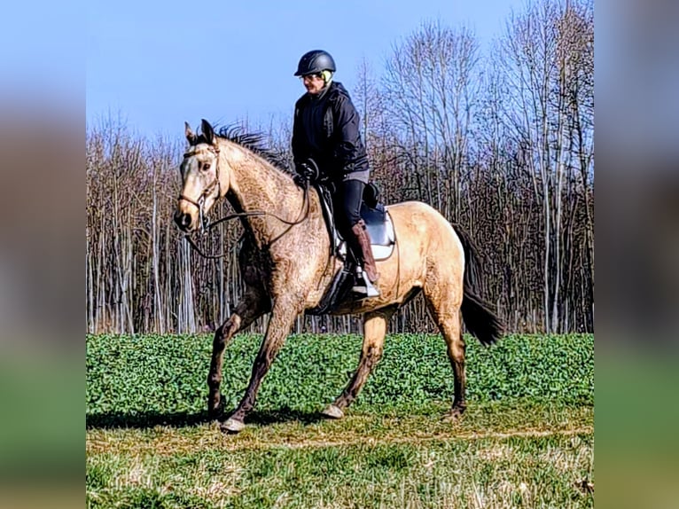 Akhal-Teke Hongre 16 Ans 165 cm Buckskin in Kunreuth