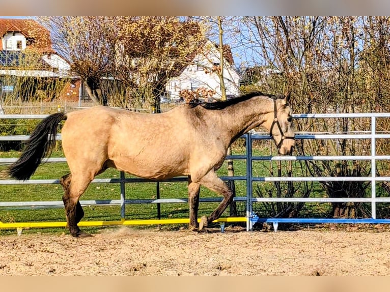 Akhal-Teke Hongre 16 Ans 165 cm Buckskin in Leutenbach