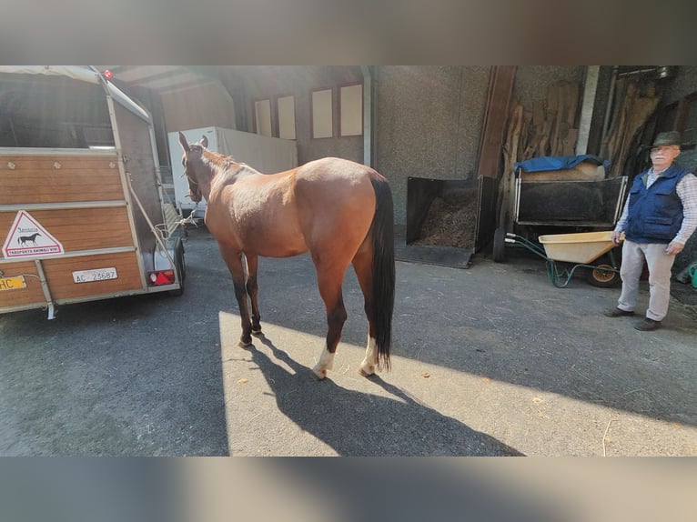 Akhal-Teke Hongre 17 Ans 162 cm Alezan in Songavazzo