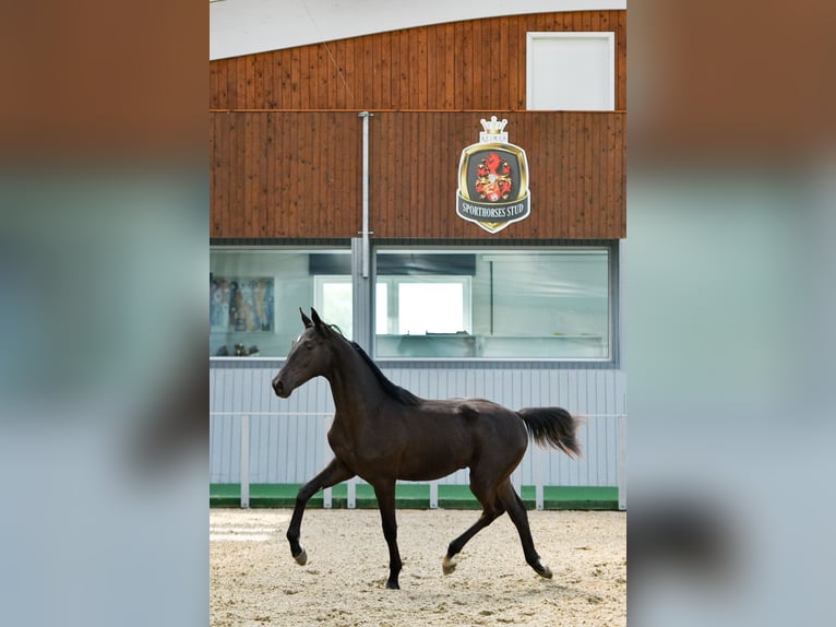 Akhal-Teke Hongre 4 Ans Noir in Ovelgönne