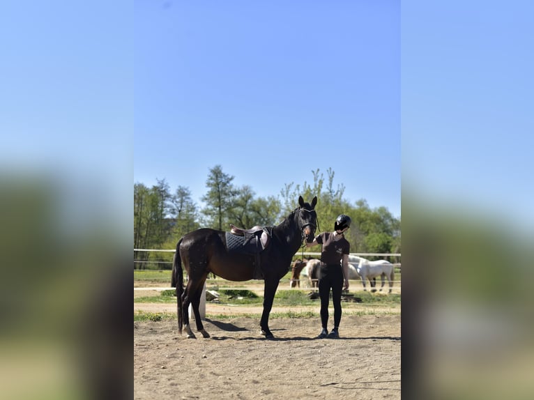 Akhal-Teke Hongre 5 Ans 164 cm Bai brun in Pilsen