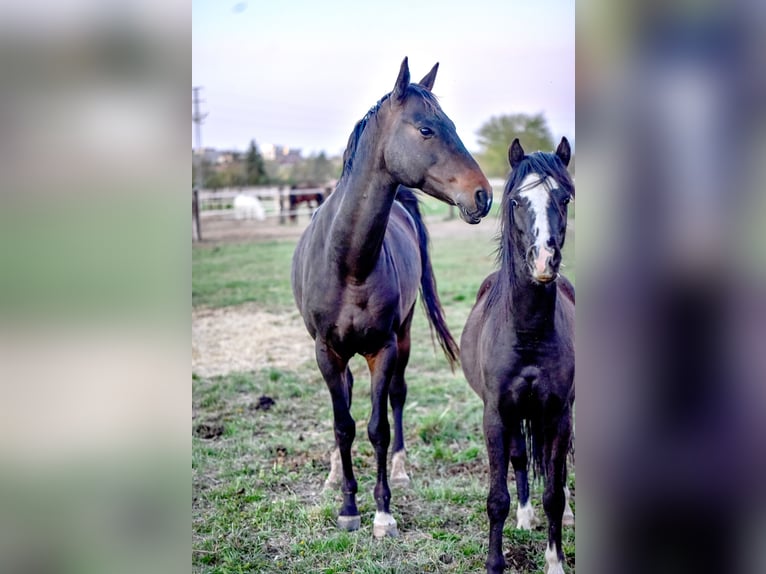 Akhal-Teke Hongre 5 Ans 164 cm Bai brun in Pilsen
