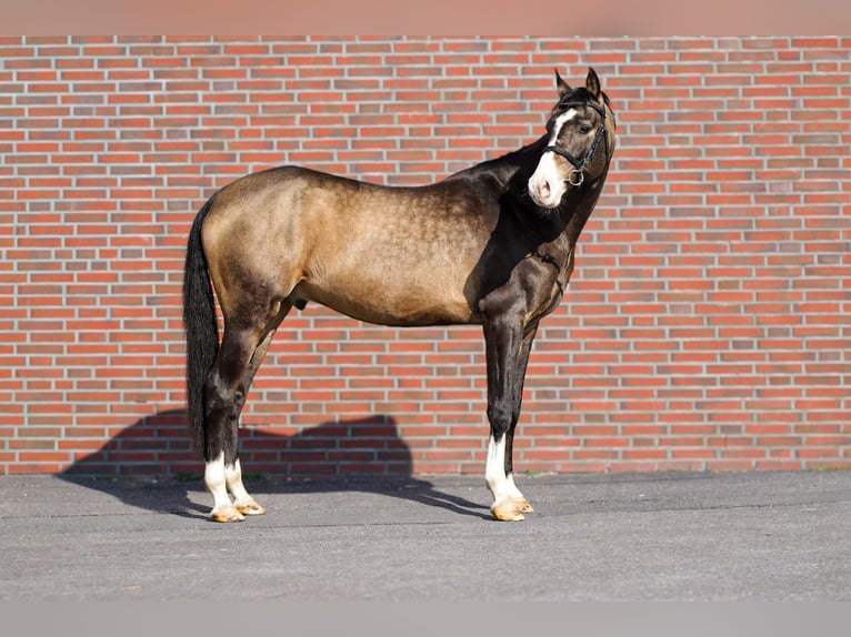 Akhal-Teke Hongre 5 Ans 165 cm Buckskin in Ovelgönne