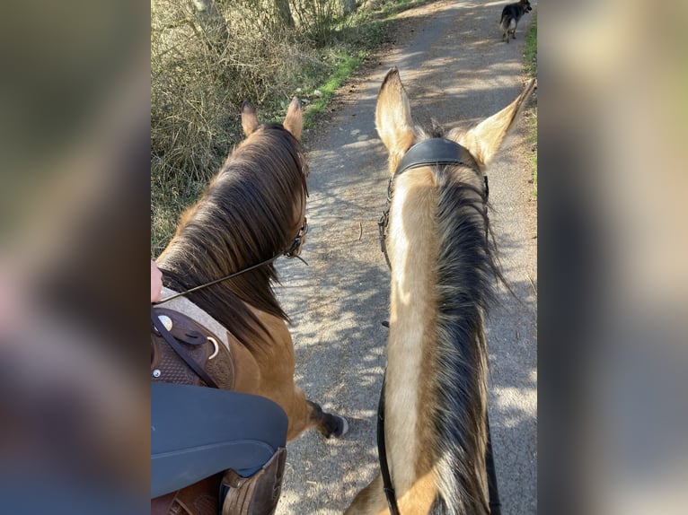 Akhal-Teke Hongre 6 Ans 157 cm Buckskin in Marburg