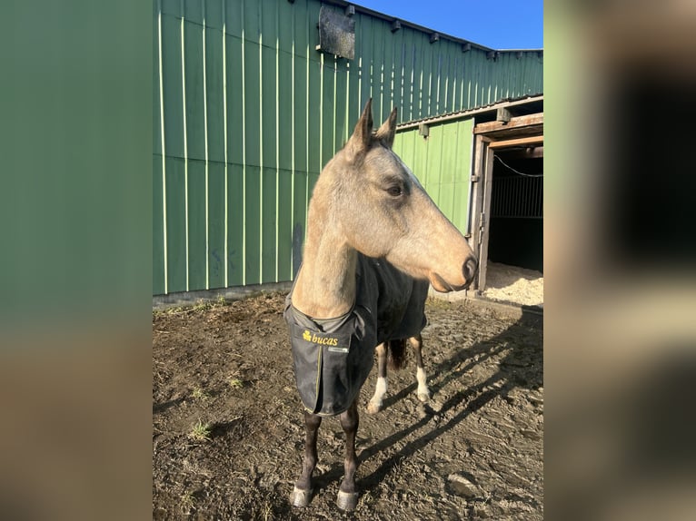 Akhal-Teke Hongre 7 Ans 166 cm Buckskin in Garding