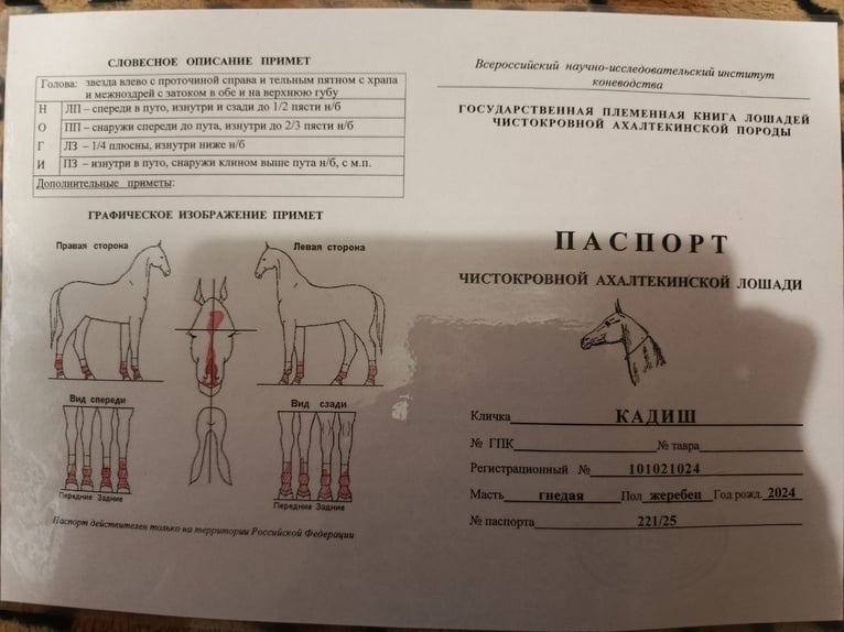 Akhal-Teke Jument 12 Ans 160 cm Noir in Каменногорск