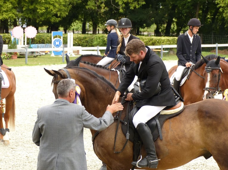 Akhal-Teke Croisé Jument 16 Ans 168 cm Buckskin in Ópusztaszer