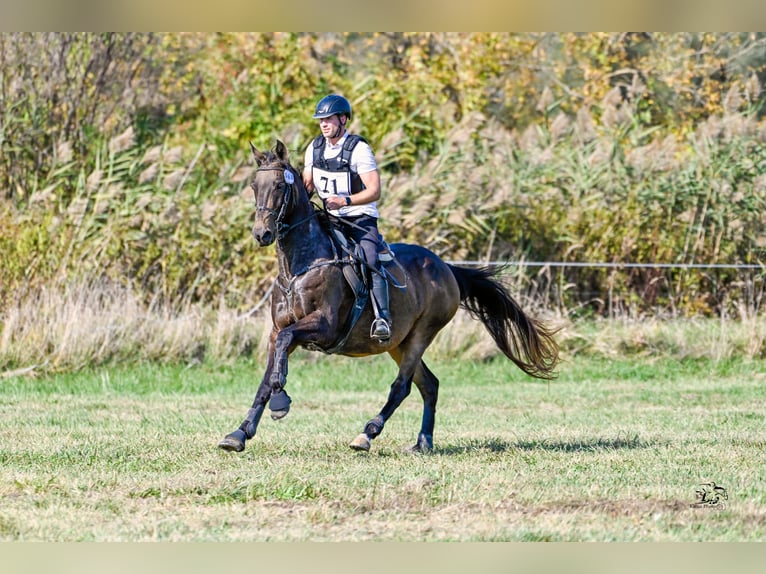 Akhal-Teke Croisé Jument 16 Ans 168 cm Buckskin in Ópusztaszer