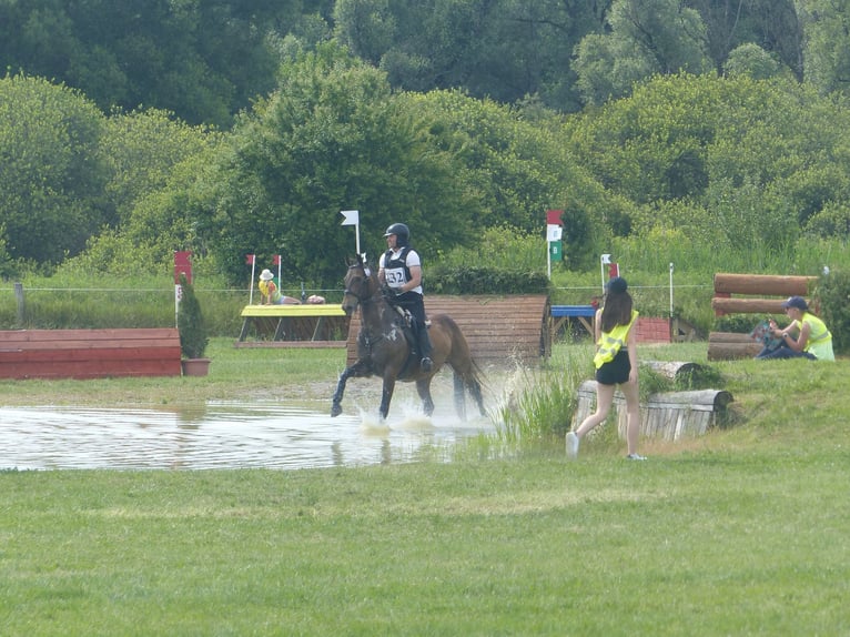 Akhal-Teke Croisé Jument 16 Ans 168 cm Buckskin in Ópusztaszer