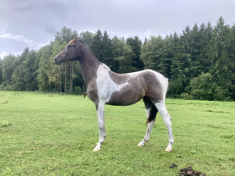 Akhal-Teke Croisé Jument 1 Année 150 cm Pinto in Vilnius