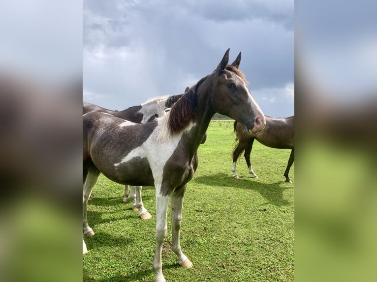 Akhal-Teke Croisé Jument 1 Année 150 cm Pinto in Vilnius