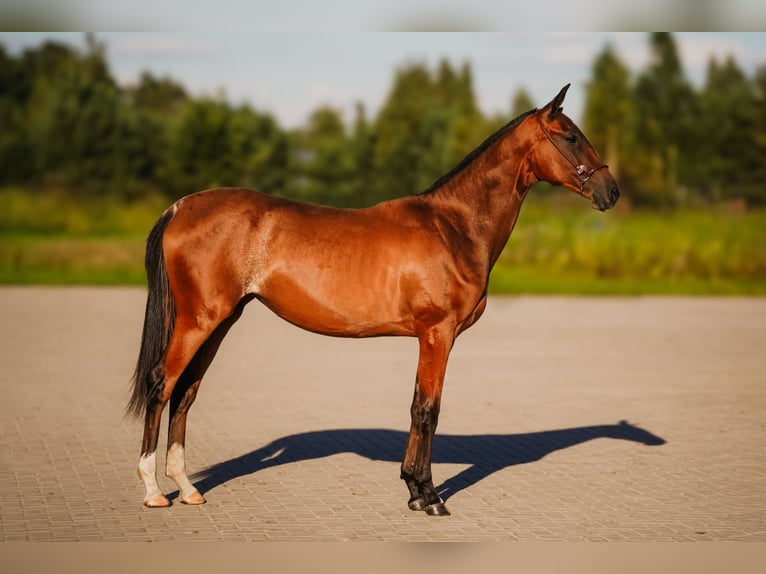 Akhal-Teke Jument 1 Année Bai cerise in Dzilnuciems Akhal-Teke Jument 1 Année Bai cerise in Dzilnuciems