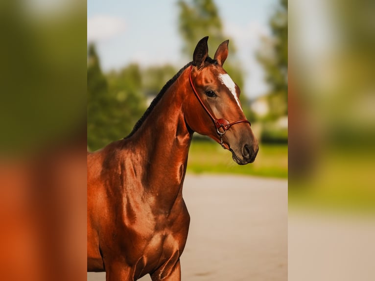 Akhal-Teke Jument 1 Année Bai cerise in Dzilnuciems Akhal-Teke Jument 1 Année Bai cerise in Dzilnuciems