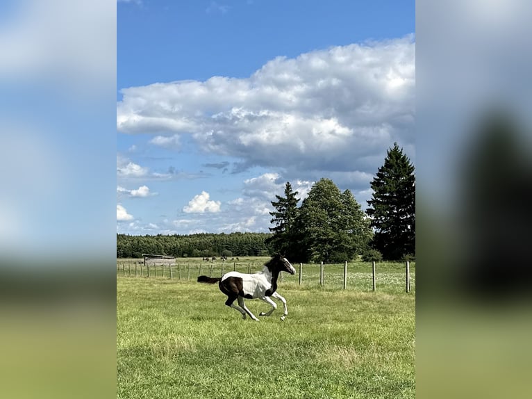 Akhal-Teke Croisé Jument 1 Année Pinto in Rudamina