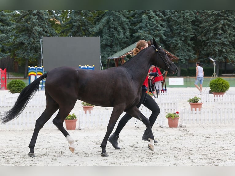 Akhal-Teke Jument 2 Ans 150 cm Noir in Nowa Wieś