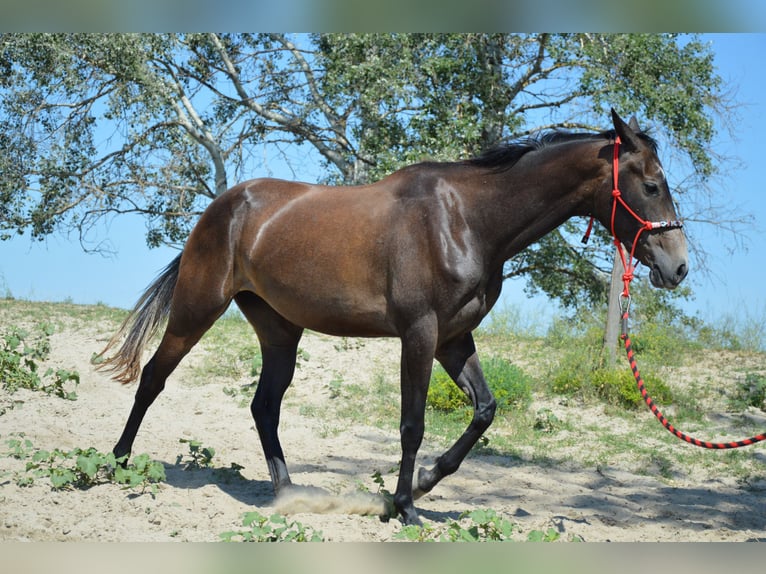 Akhal-Teke Jument 4 Ans Gris in Ópusztaszer