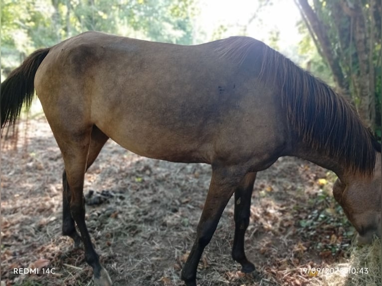 Akhal-Teke Croisé Jument 4 Ans Isabelle in Zeberio