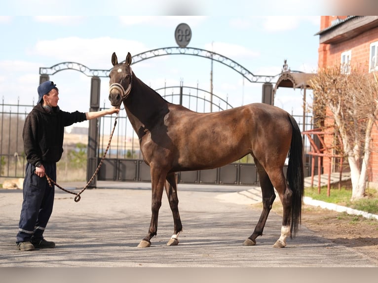 Akhal-Teke Jument 5 Ans 160 cm Buckskin in Karaganda