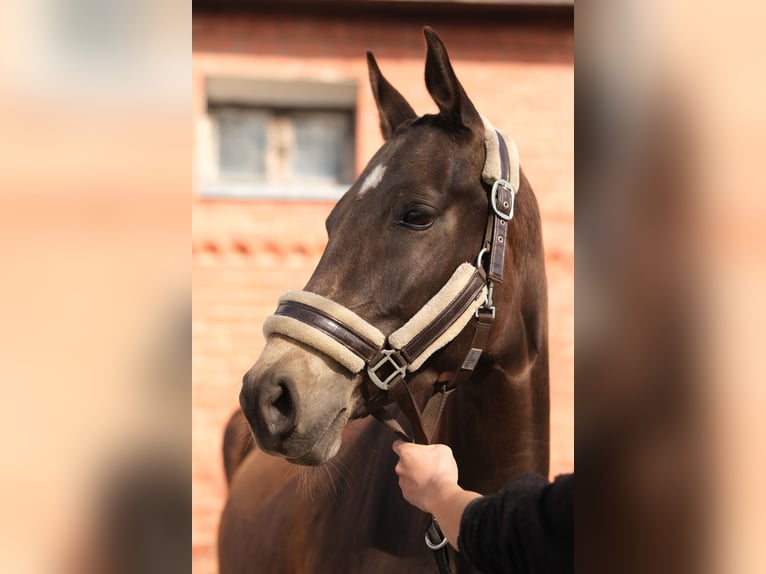Akhal-Teke Jument 5 Ans 160 cm Buckskin in Karaganda