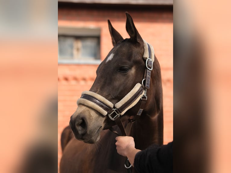 Akhal-Teke Jument 5 Ans 160 cm Buckskin in Karaganda