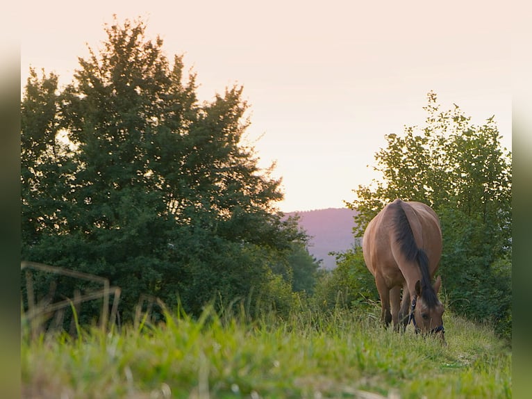 Akhal-Teke Croisé Jument 6 Ans 155 cm Rouan Rouge in Schwalbach am Taunus