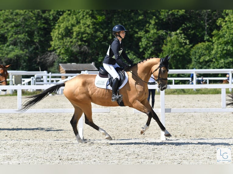 Akhal-Teke Jument 8 Ans 154 cm Isabelle in La Chauss&#xE9;e-Saint-Victor