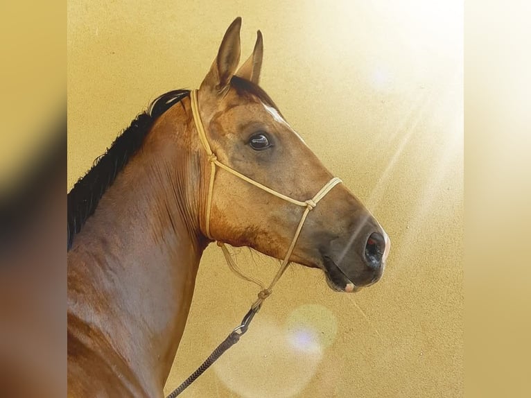 Akhal-Teke Jument 9 Ans 154 cm Isabelle in La Chaussée-Saint-Victor