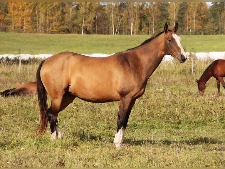 Akhal-Teke Jument 9 Ans 156 cm Buckskin in Navi
