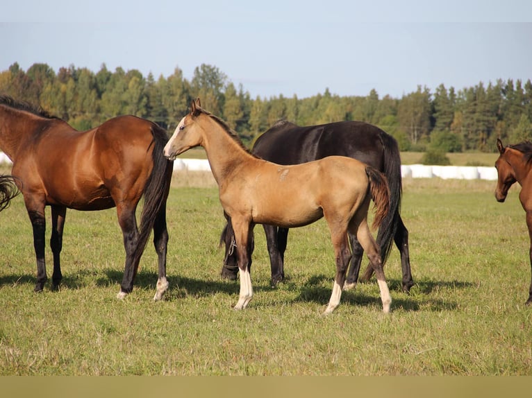 Akhal-Teke Jument 9 Ans 156 cm Buckskin in Voru