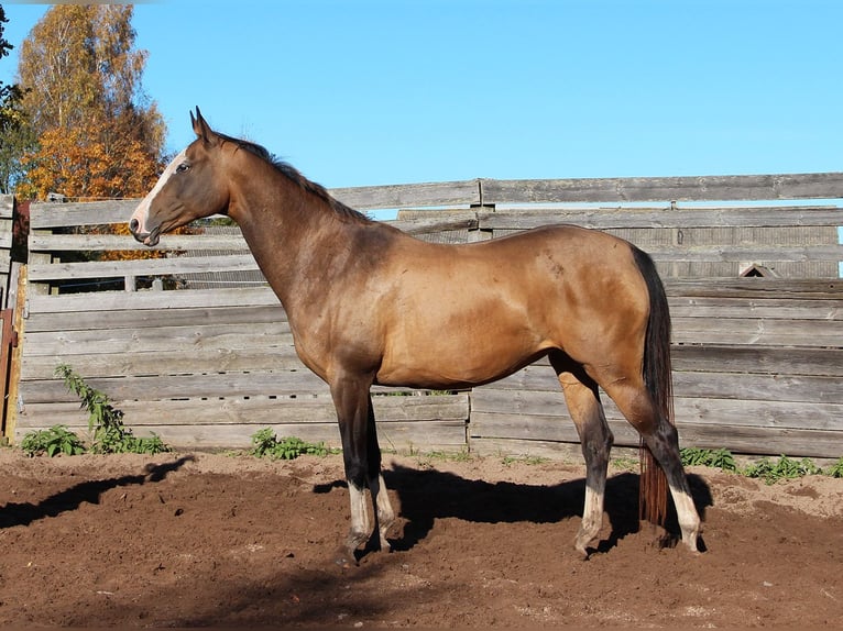 Akhal-Teke Jument 9 Ans 156 cm Buckskin in Voru