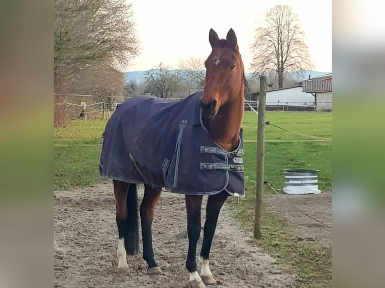 Akhal-Teke Jument 9 Ans 158 cm Bai in Laudenbach