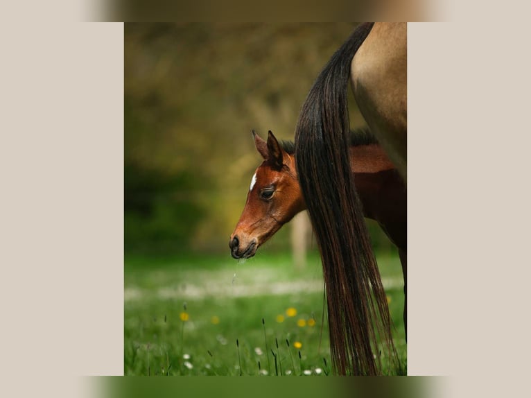 Akhal-Teke Jument  Bai in ANGERS