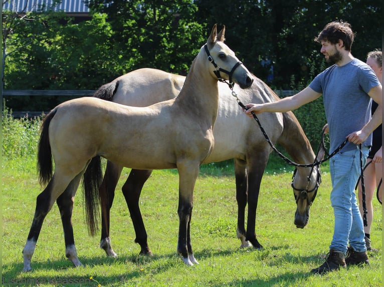 Akhal-Teke Jument Poulain (03/2024) Buckskin in Schoonebeek