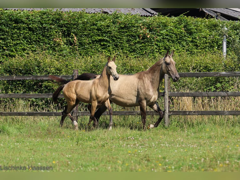 Akhal-Teke Jument Poulain (03/2024) Buckskin in Schoonebeek