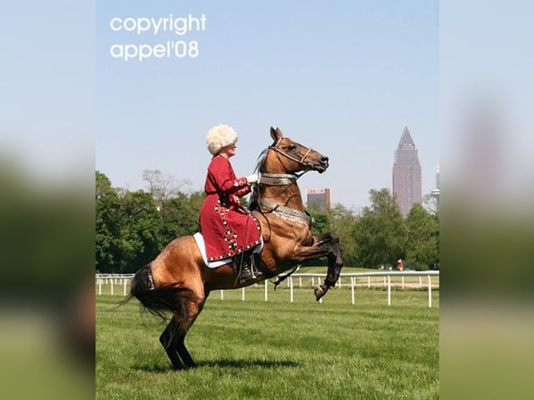 Akhal-Teke Jument Poulain (03/2024) Buckskin in Schoonebeek