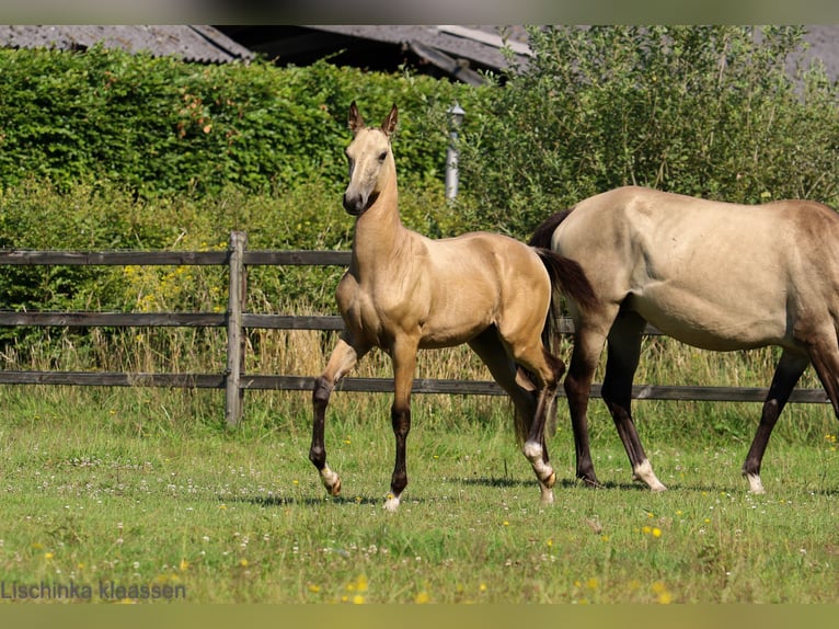 Akhal-Teke Jument Poulain (03/2024) Buckskin in Schoonebeek