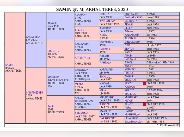 Akhal-Teke Jument Poulain (03/2024) Buckskin in Schoonebeek