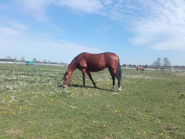 Akhal-Teke Mare 15 years 15,1 hh Brown in Brunnthal