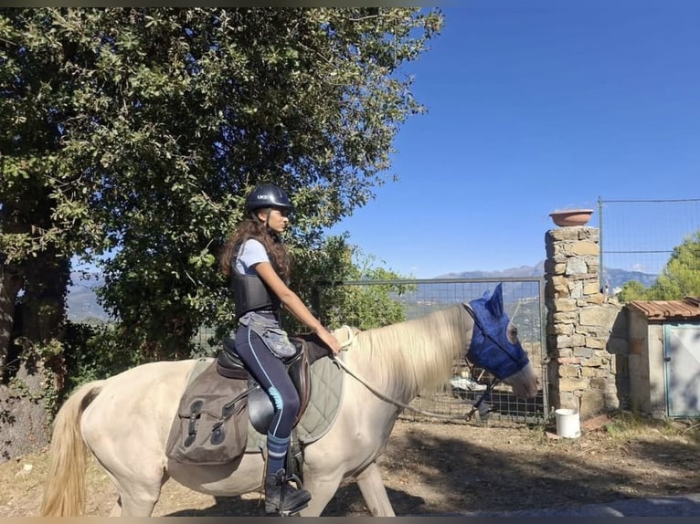 Akhal-Teke Mare 15 years 15.1 hh Cremello in Vallebona