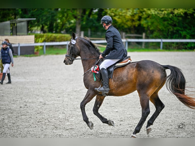 Akhal-Teke Mix Mare 16 years 16,1 hh Buckskin in Ópusztaszer