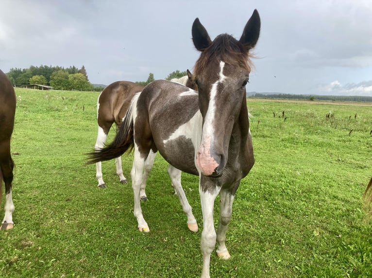 Akhal-Teke Mix Mare 1 year 14,2 hh Pinto in Vilnius