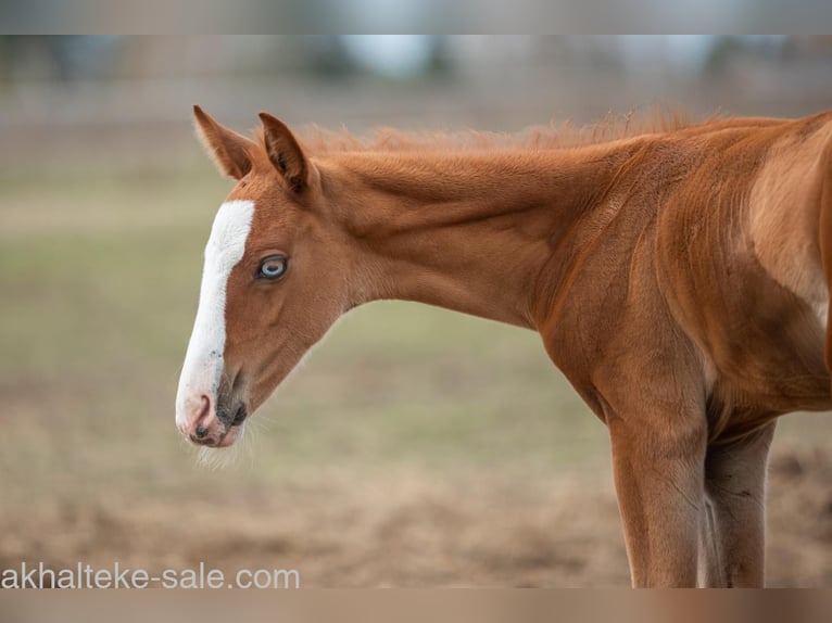 Akhal-Teke Mare 1 year 14 hh Chestnut-Red in San Pietroburgo