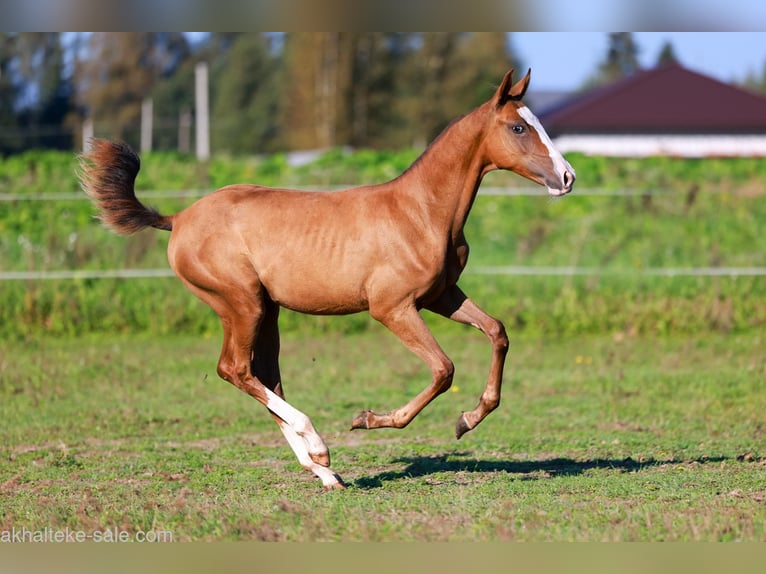 Akhal-Teke Mare 1 year 14 hh Chestnut-Red in San Pietroburgo