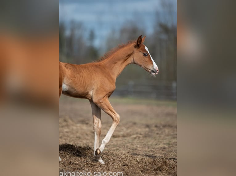 Akhal-Teke Mare 1 year 14 hh Chestnut-Red in San Pietroburgo