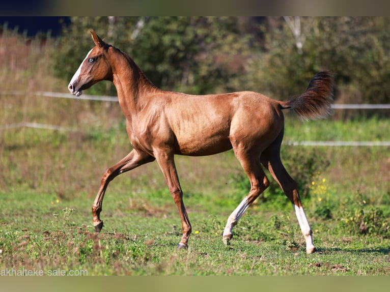 Akhal-Teke Mare 1 year 14 hh Chestnut-Red in San Pietroburgo