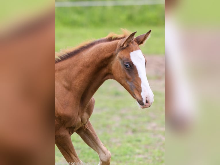 Akhal-Teke Mare 1 year 14 hh Chestnut-Red in San Pietroburgo