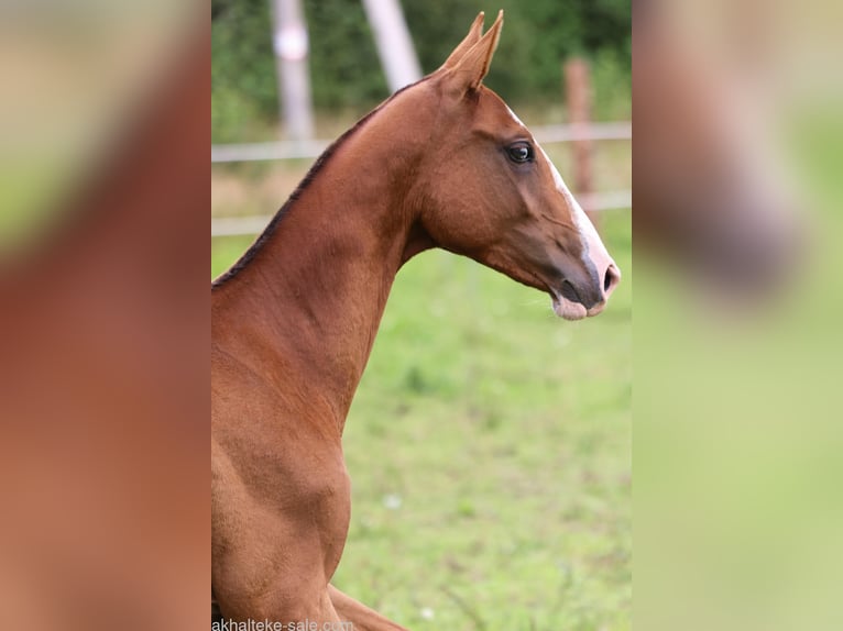 Akhal-Teke Mare 1 year 14 hh Chestnut-Red in San Pietroburgo