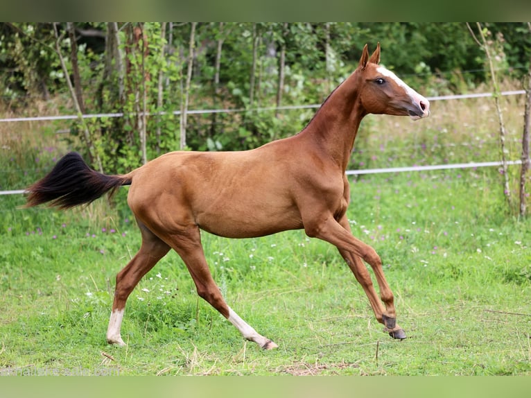 Akhal-Teke Mare 1 year 14 hh Chestnut-Red in San Pietroburgo
