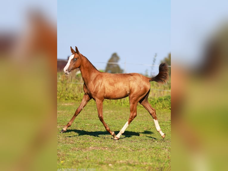 Akhal-Teke Mare 1 year 14 hh Chestnut-Red in San Pietroburgo